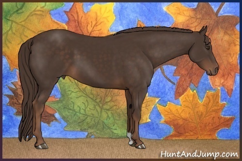 Horse Color:Liver Chestnut 