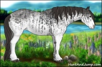 Horse Color:White Spotted Blue Roan Rabicano  and White Spotted Smoky Blue Roan Rabicano 