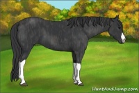Horse Color:Black  Brindle