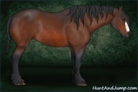 Horse Color:Bay Rabicano 