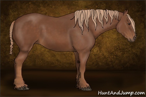 Horse Color:Chestnut Rabicano 