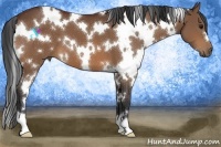 Horse Color:White Spotted Bay 