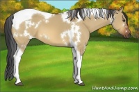 Horse Color:White Spotted Bay Dun Tobiano 