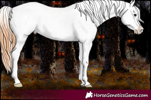 Horse Color:White Spotted Bay Dun Appaloosa 