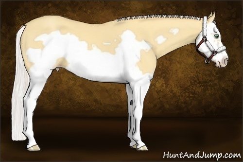 Horse Color:Silver Amber Cream Champagne Dun Splash Frame