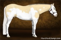 Horse Color:Silver Amber Cream Champagne Dun Splash Frame