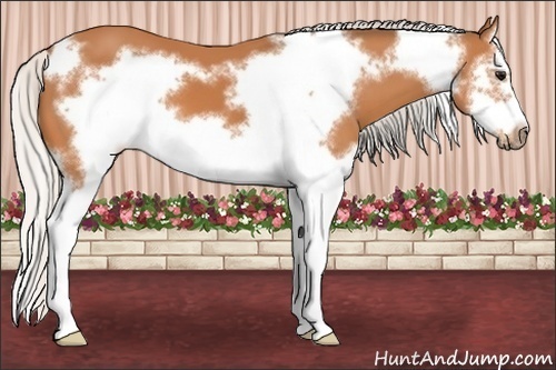 Horse Color:Silver Bay Splash Frame 