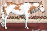 Horse Color:Silver Bay Splash Frame 