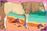 Horse Color:Gold Champagne Dun Splash