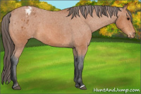 Horse Color:Bay Appaloosa 