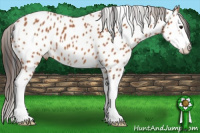 Horse Color:Bay Splash Appaloosa