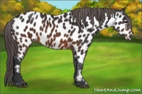 Horse Color:Brown Appaloosa