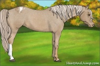 Horse Color:Palomino Varnish 