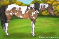 Horse Color:White Spotted Buckskin Tobiano 
