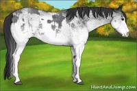 Horse Color:White Spotted Blue Roan Rabicano  and White Spotted Blue Roan Rabicano 