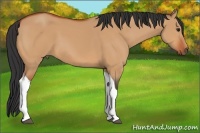 Horse Color:Bay Dun Tobiano 