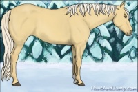 Horse Color:Palomino Dun