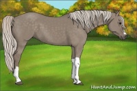 Horse Color:Silver Grullo 