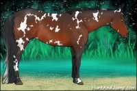 Horse Color:White Spotted Brown Rabicano 