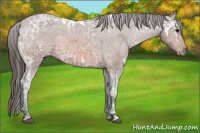 Horse Color:White Spotted Bay Ice Varnish 