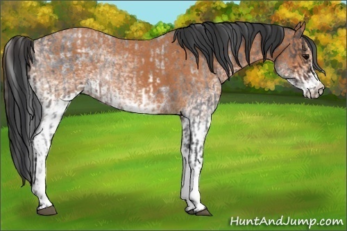 Horse Color:White Spotted Brown Roan Frame and White Spotted Bay