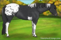 Horse Color:Black Tobiano Appaloosa 