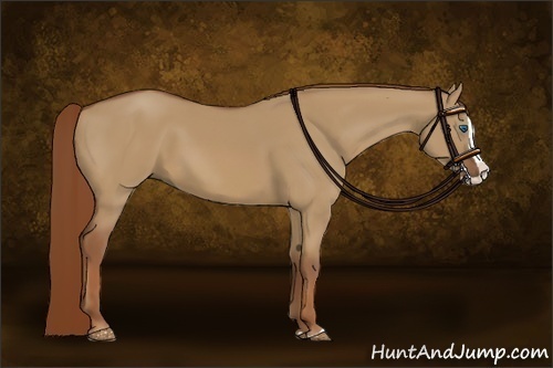 Horse Color:Red Dun Splash 