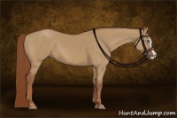Horse Color:Red Dun Splash 