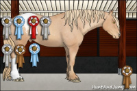 Horse Color:Gold Champagne Appaloosa 