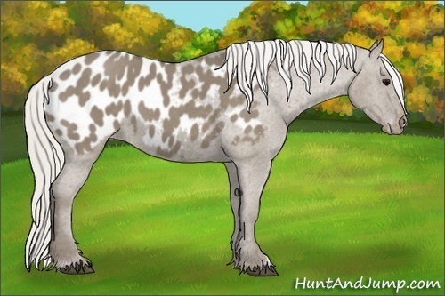 Horse Color:Silver Smoky Grullo Appaloosa 