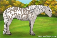Horse Color:Silver Smoky Grullo Appaloosa 