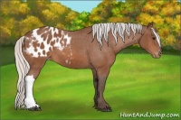 Horse Color:Silver Bay Blanket