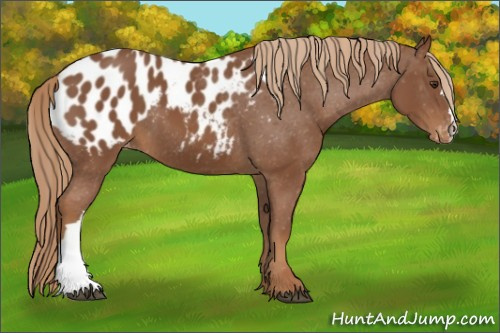 Horse Color:Chestnut Blanket 