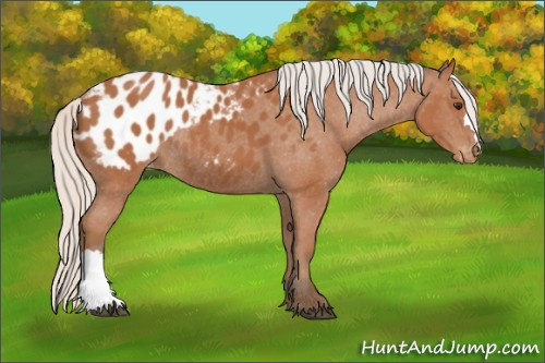 Horse Color:Silver Bay Appaloosa Rabicano 