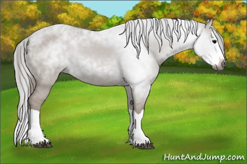 Horse Color:Gray Grullo Splash