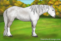 Horse Color:Gray Grullo Splash