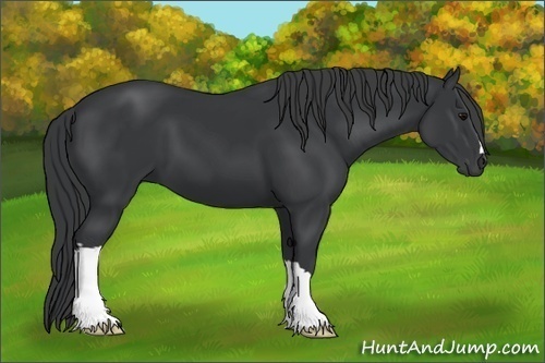 Horse Color:Black 
