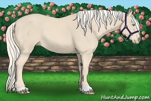Horse Color:Cremello 