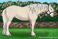 Horse Color:Cremello 