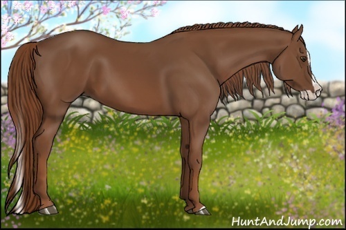 Horse Color:Chestnut Splash 
