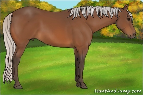 Horse Color:Silver Bay 