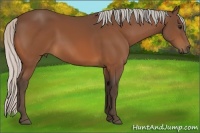 Horse Color:Silver Bay 