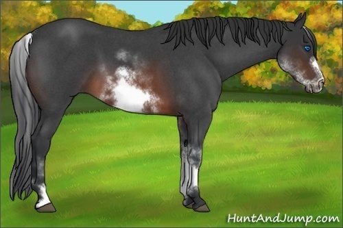 Horse Color:White Spotted Brown Roan Frame