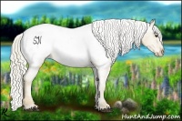 Horse Color:Palomino Dun Appaloosa 