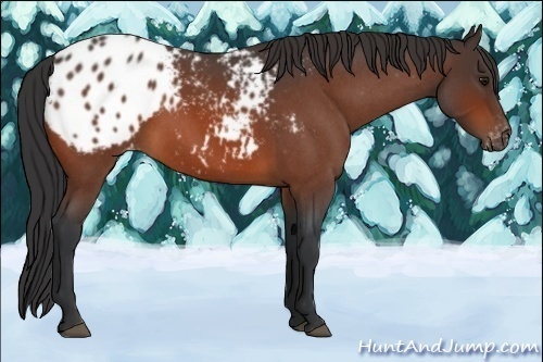 Horse Color:Bay Roan Appaloosa