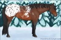 Horse Color:Bay Roan Appaloosa