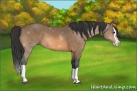 Horse Color:Buckskin Splash 