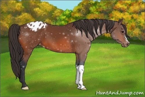 Horse Color:Bay Appaloosa 