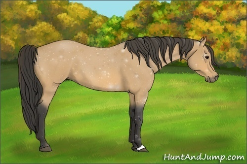 Horse Color:Buckskin Roan 