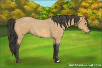 Horse Color:Buckskin Roan